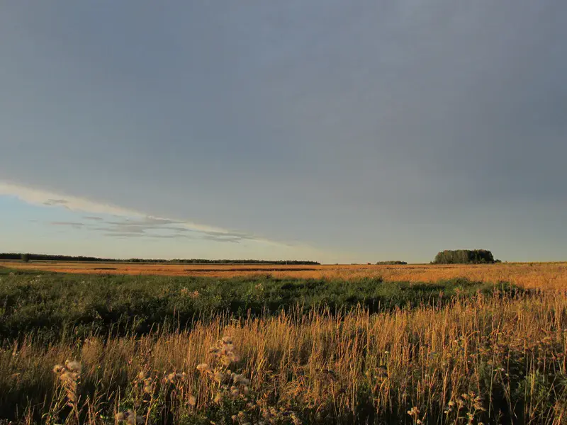 Russian field