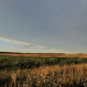 Russian field