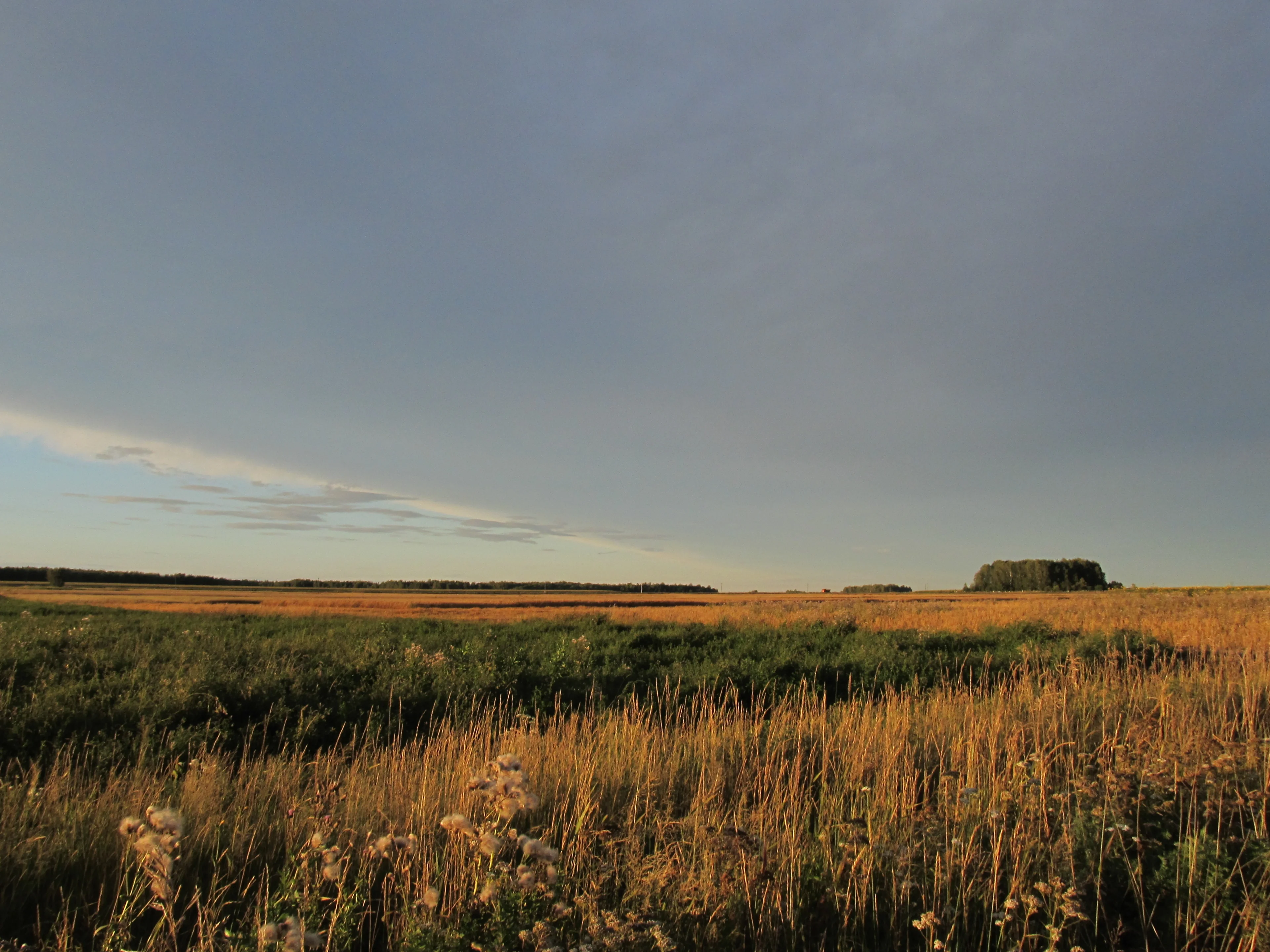 Russian field
