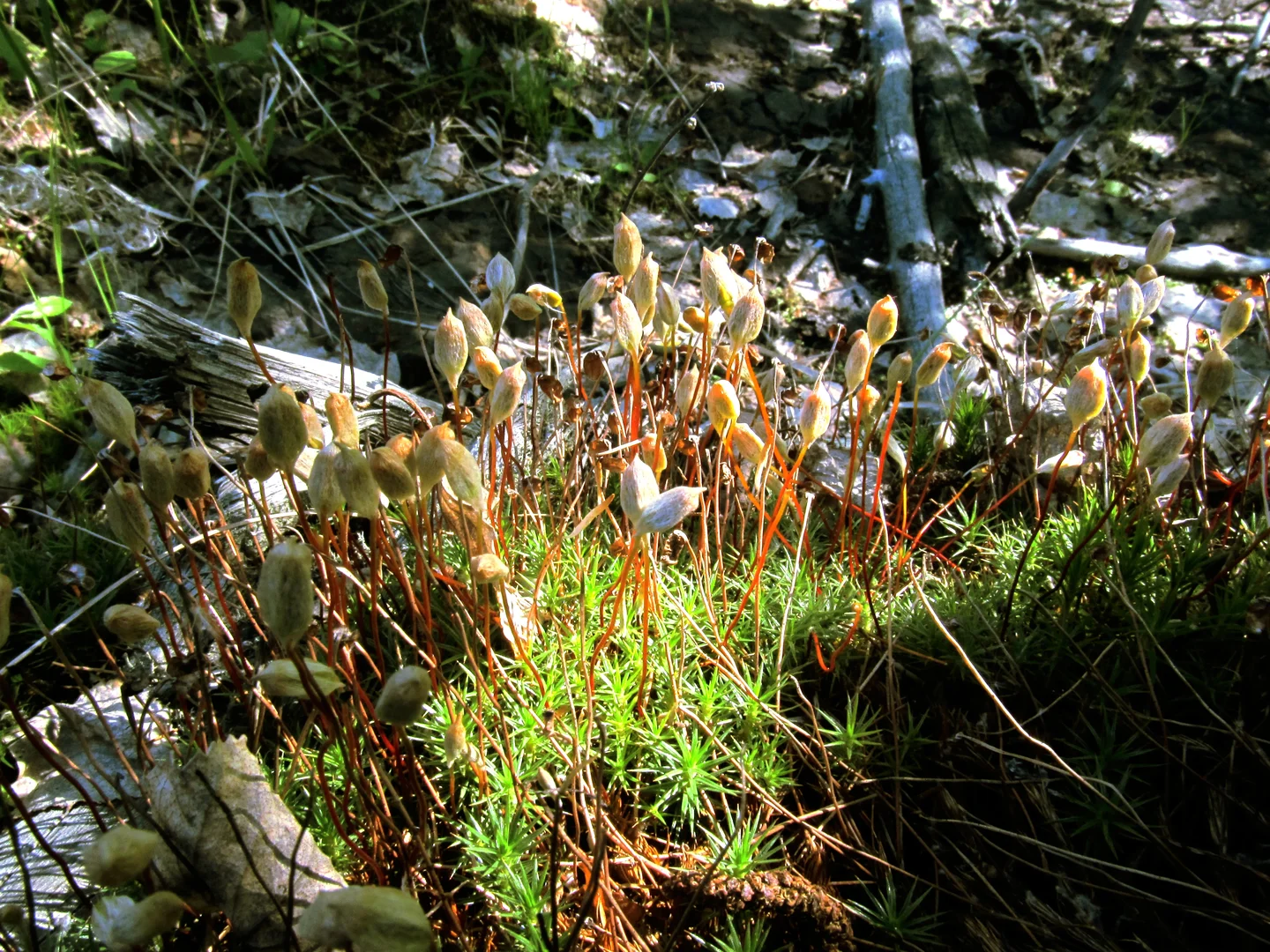 Polytrichum commune