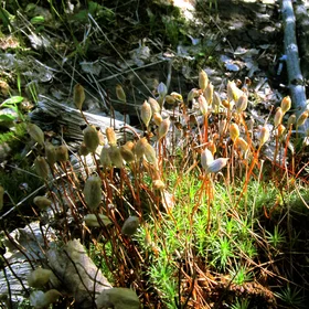 Polytrichum commune