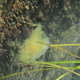 Jellyfish