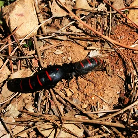 Love is in the earth