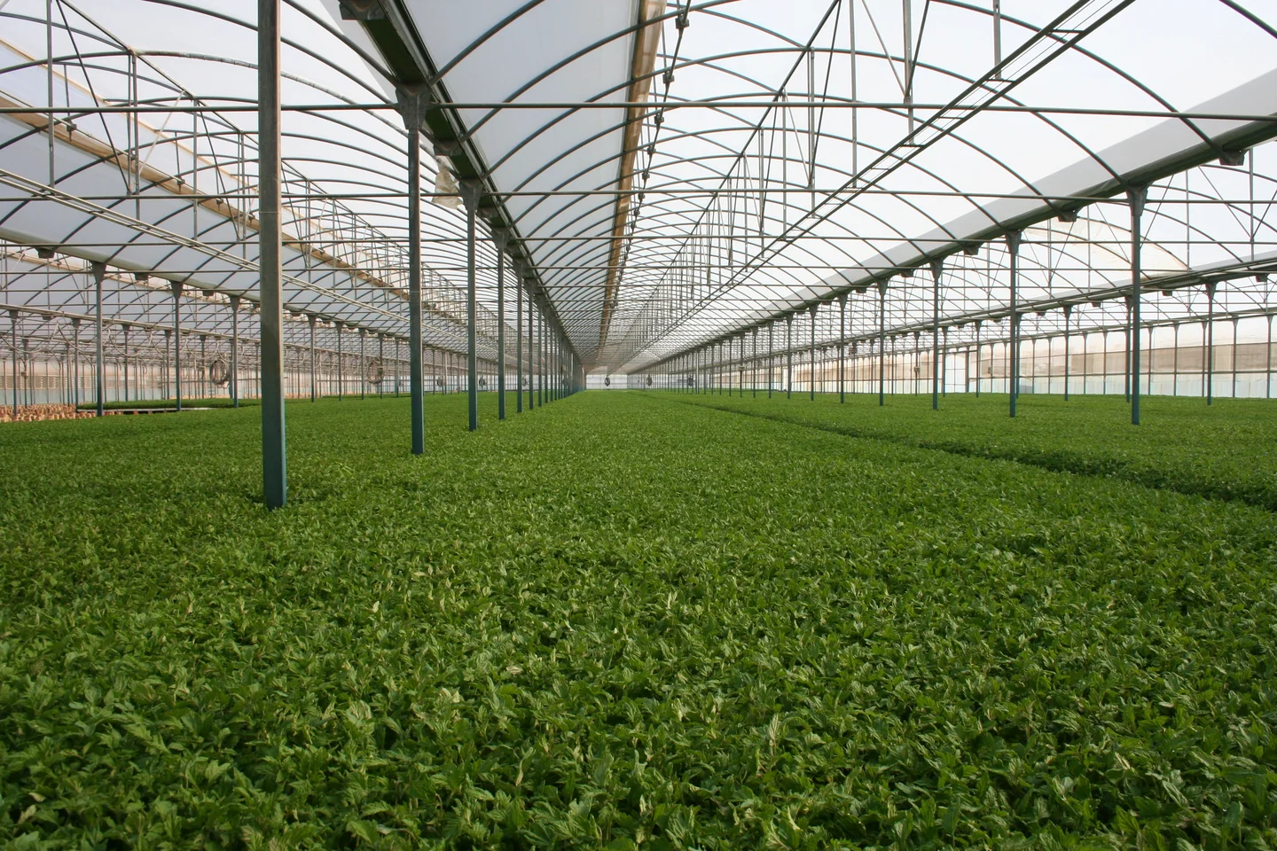 Soil-less cropping