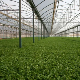 Soil-less cropping