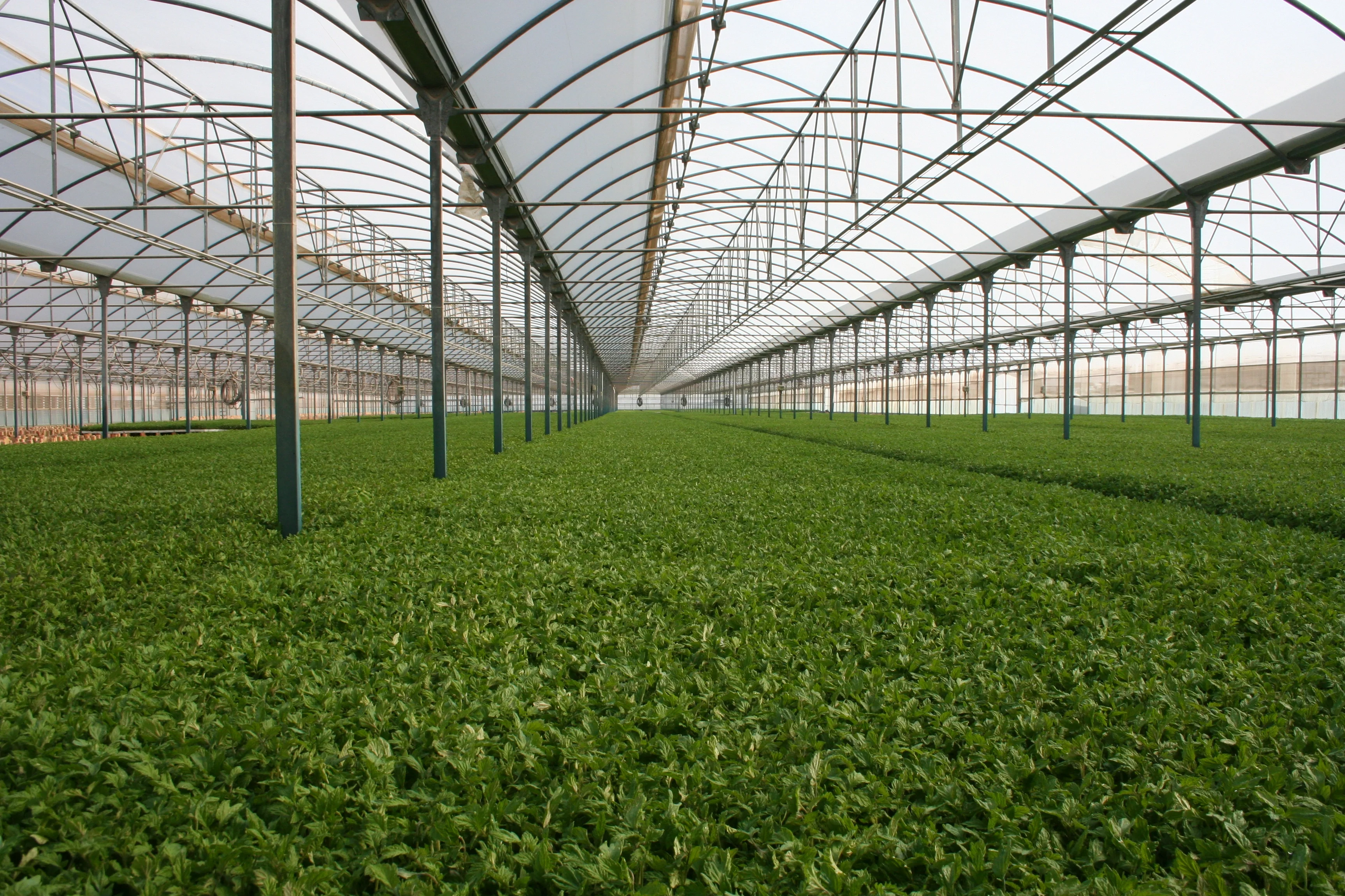 Soil-less cropping