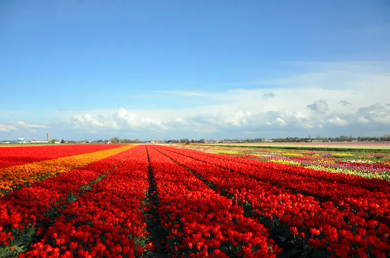 Tulip fields near Keukenhof, The Netherlands