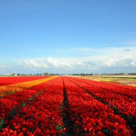 Tulip fields near Keukenhof, The Netherlands