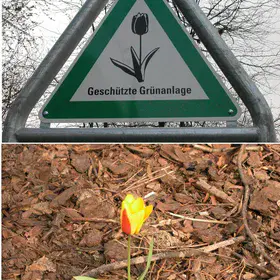 Tulipa in Berlin