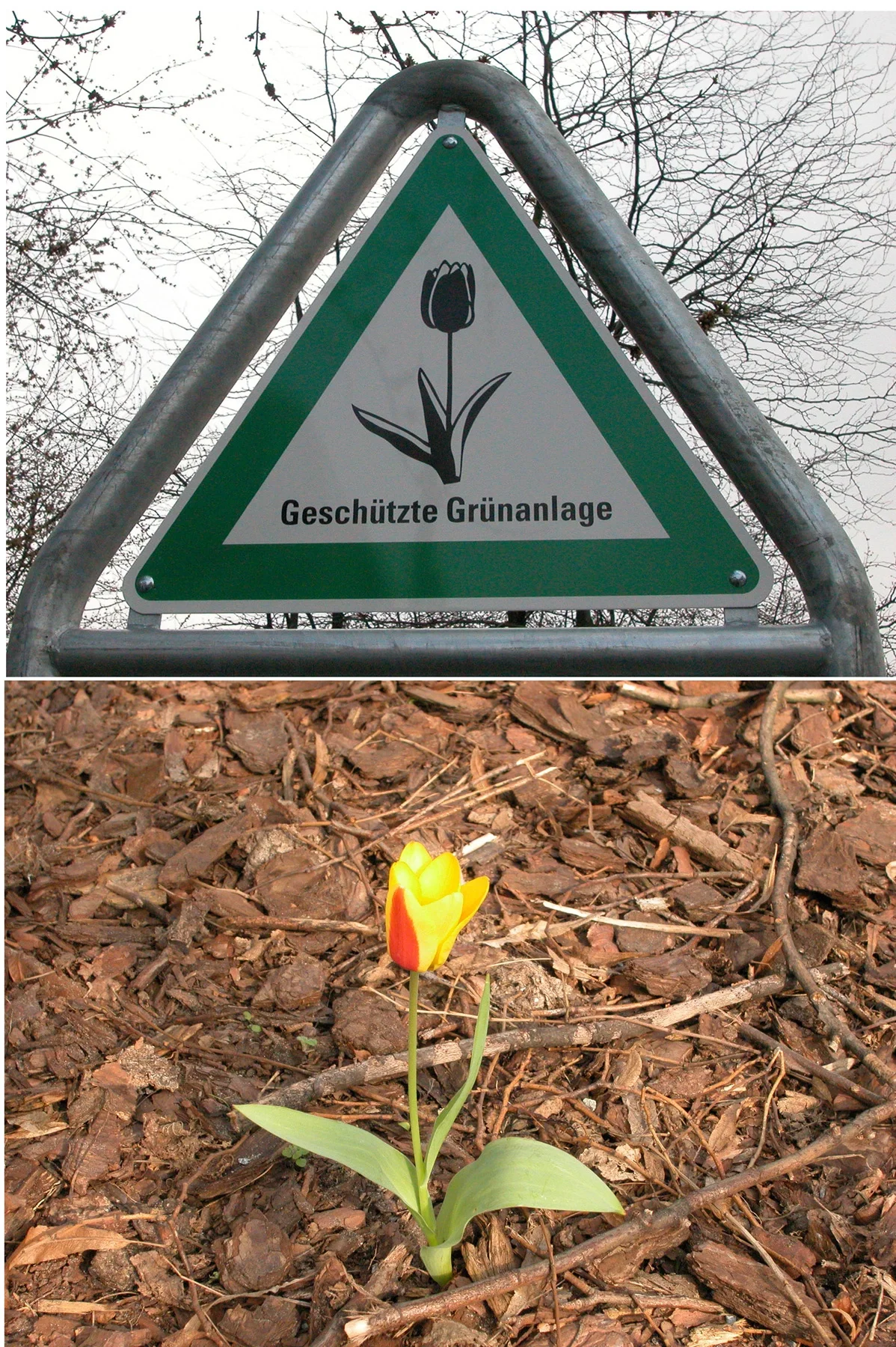 Tulipa in Berlin