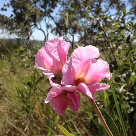 Kielmeyera rubriflora