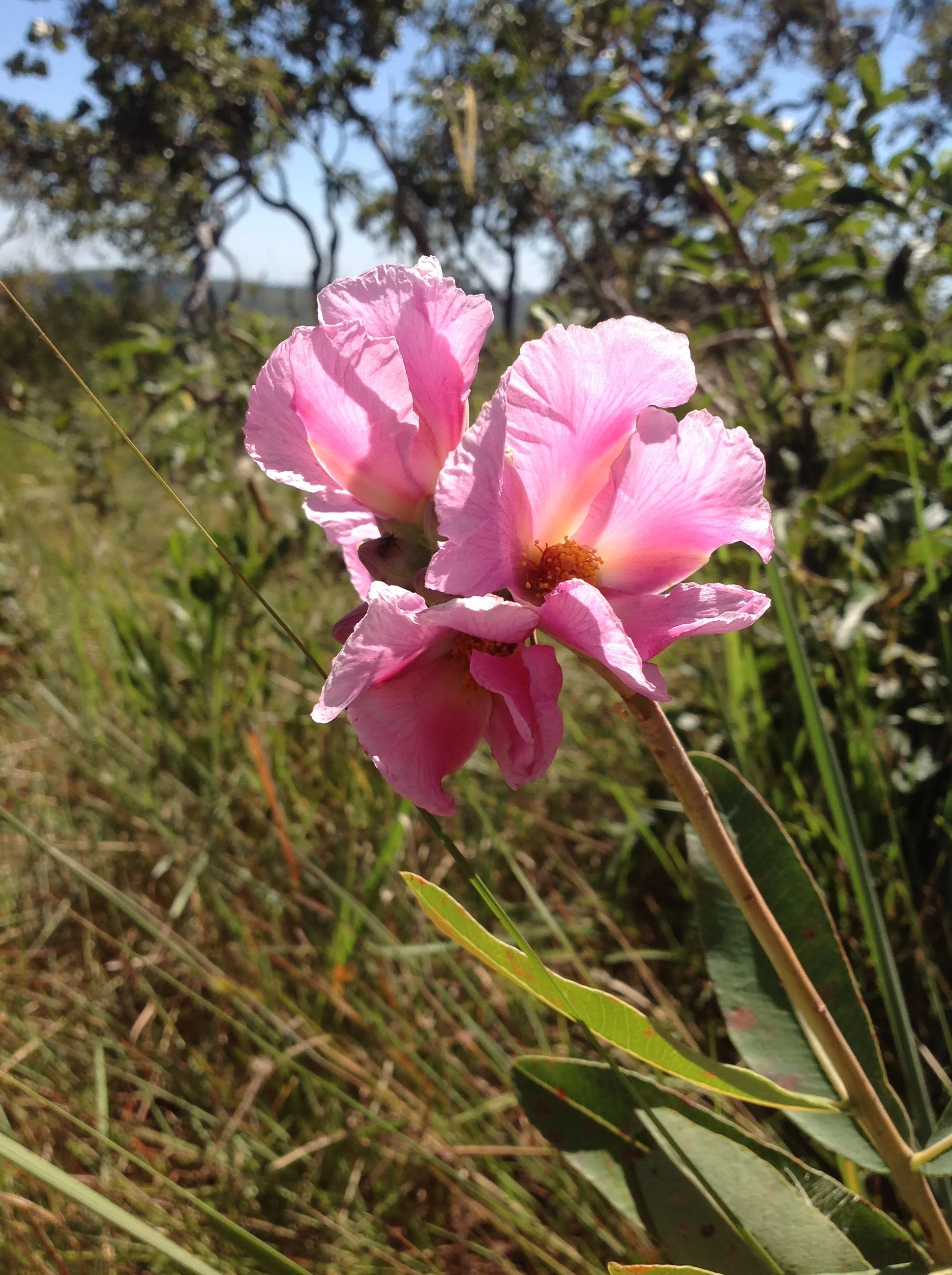 Kielmeyera rubriflora