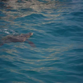 Caretta Caretta