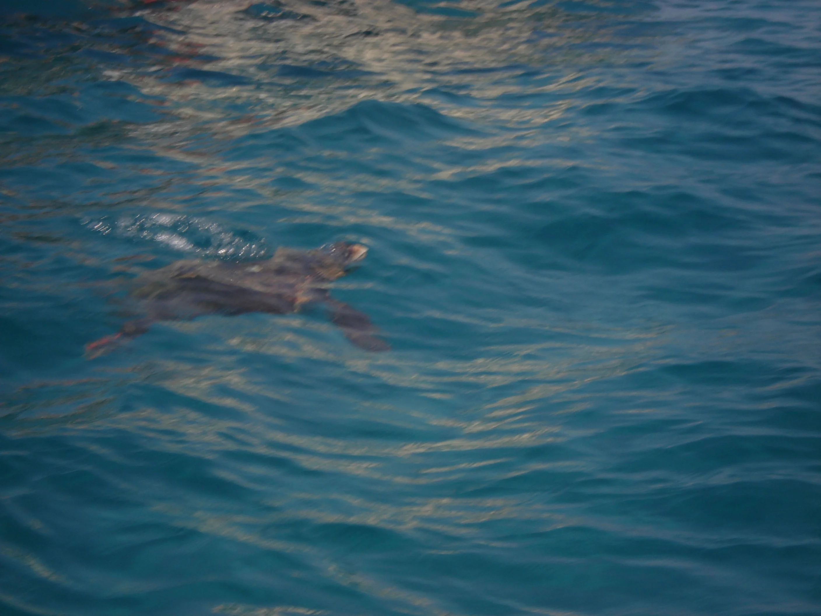 Caretta Caretta