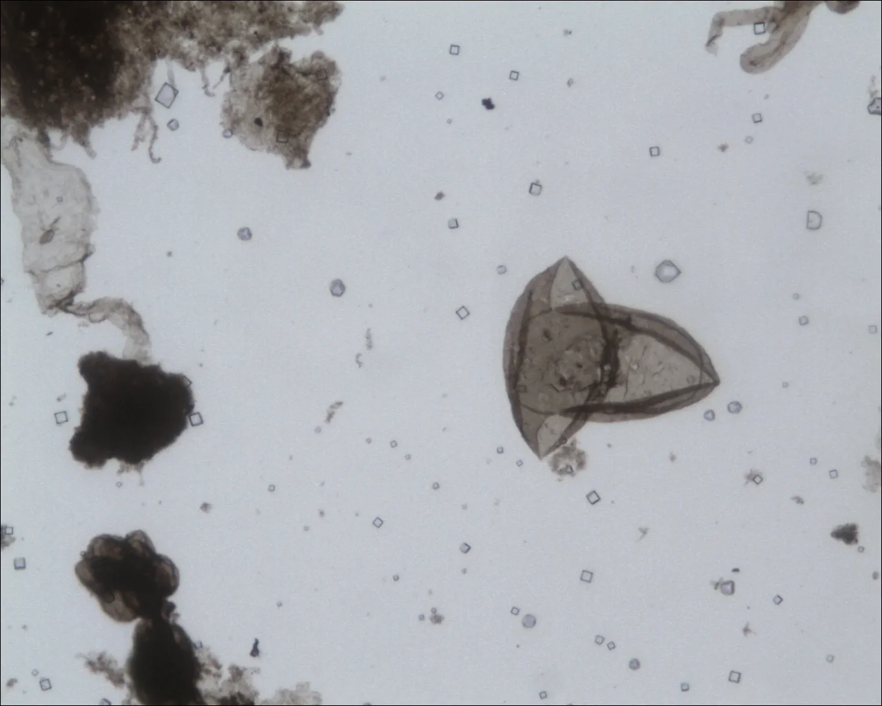 Leiosphaeridia crassa