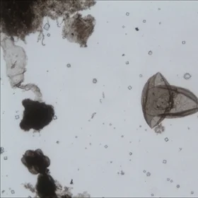 Leiosphaeridia crassa