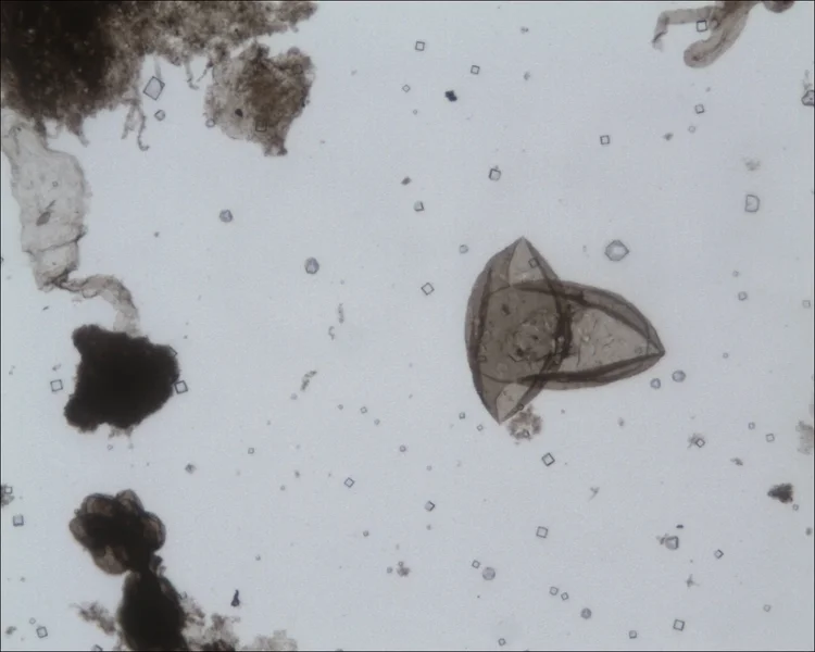 Leiosphaeridia crassa