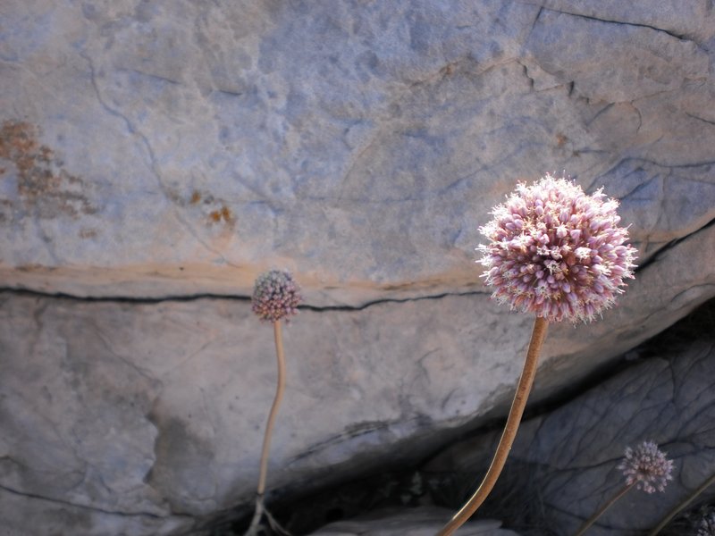 Rocks and flowers