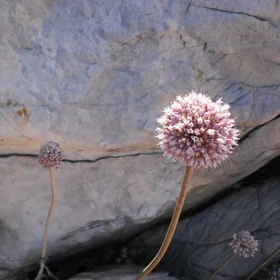 Rocks and flowers