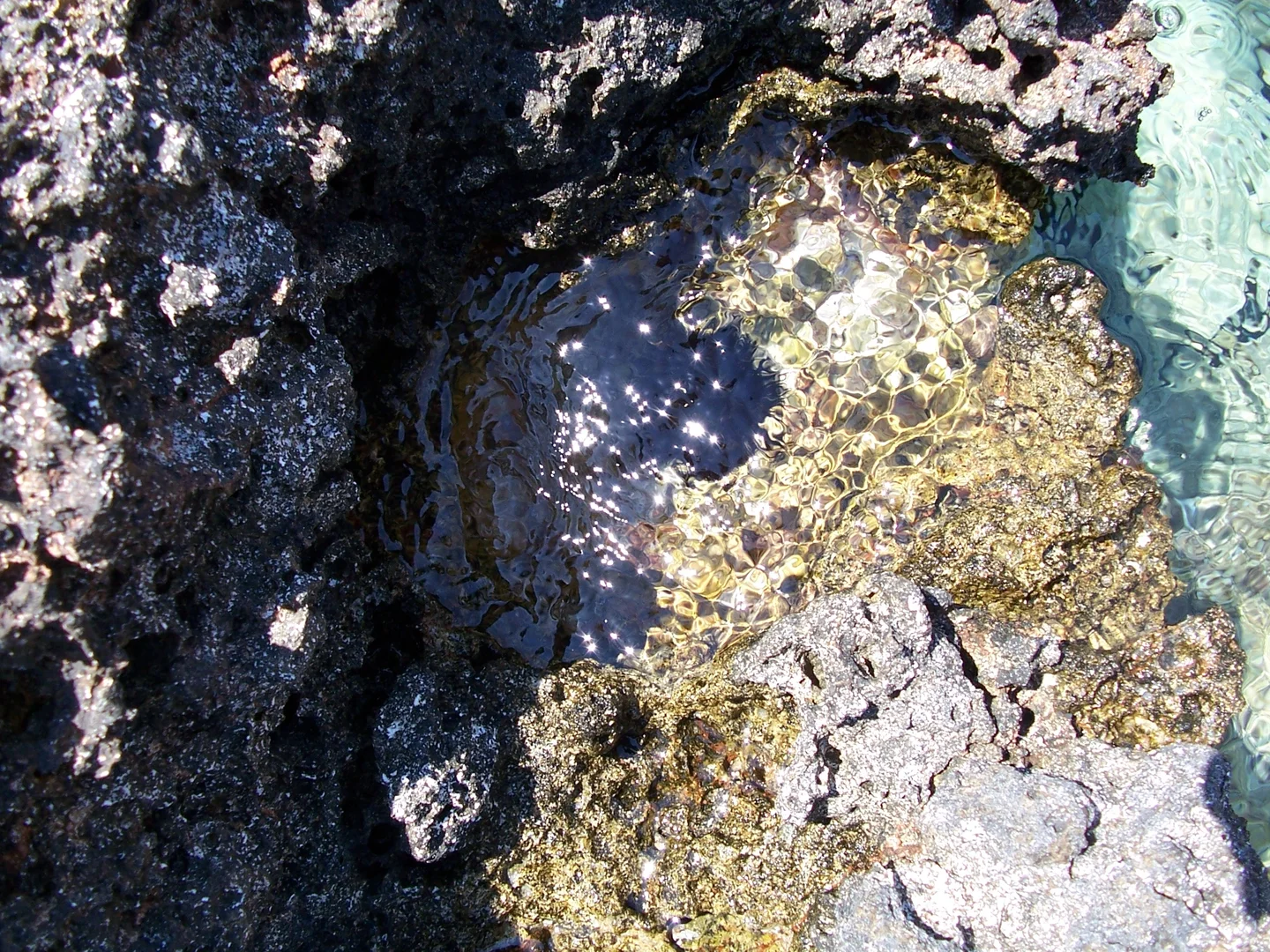 Sea-urchin