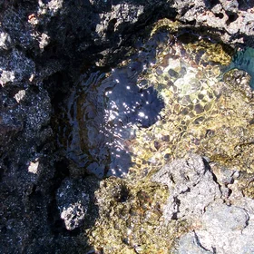 Sea-urchin