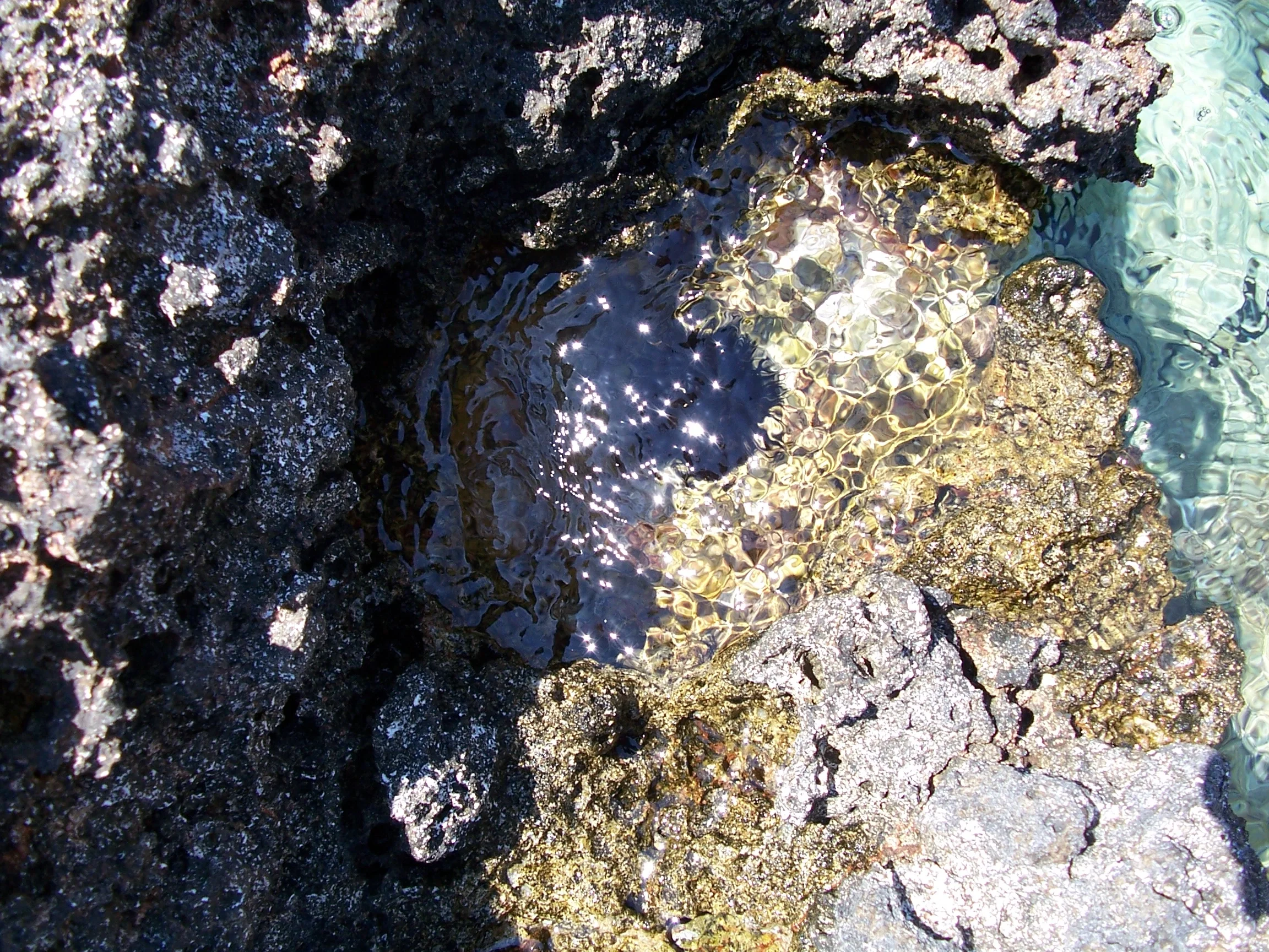 Sea-urchin