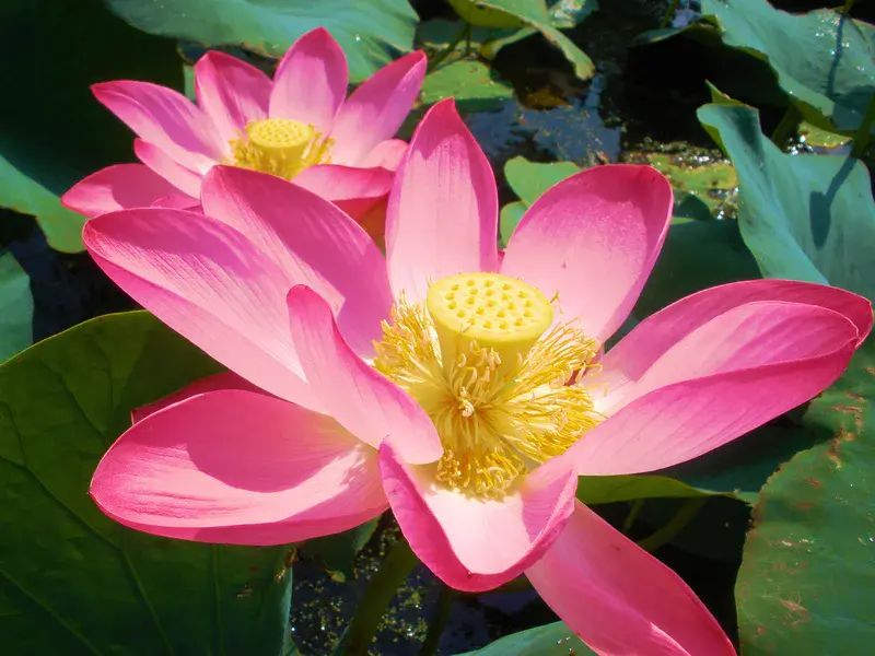 Om mani padme hum (Jewel in the lotus flower)