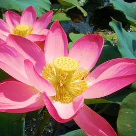 Om mani padme hum (Jewel in the lotus flower)
