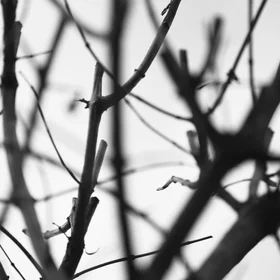Sadness of tree branches