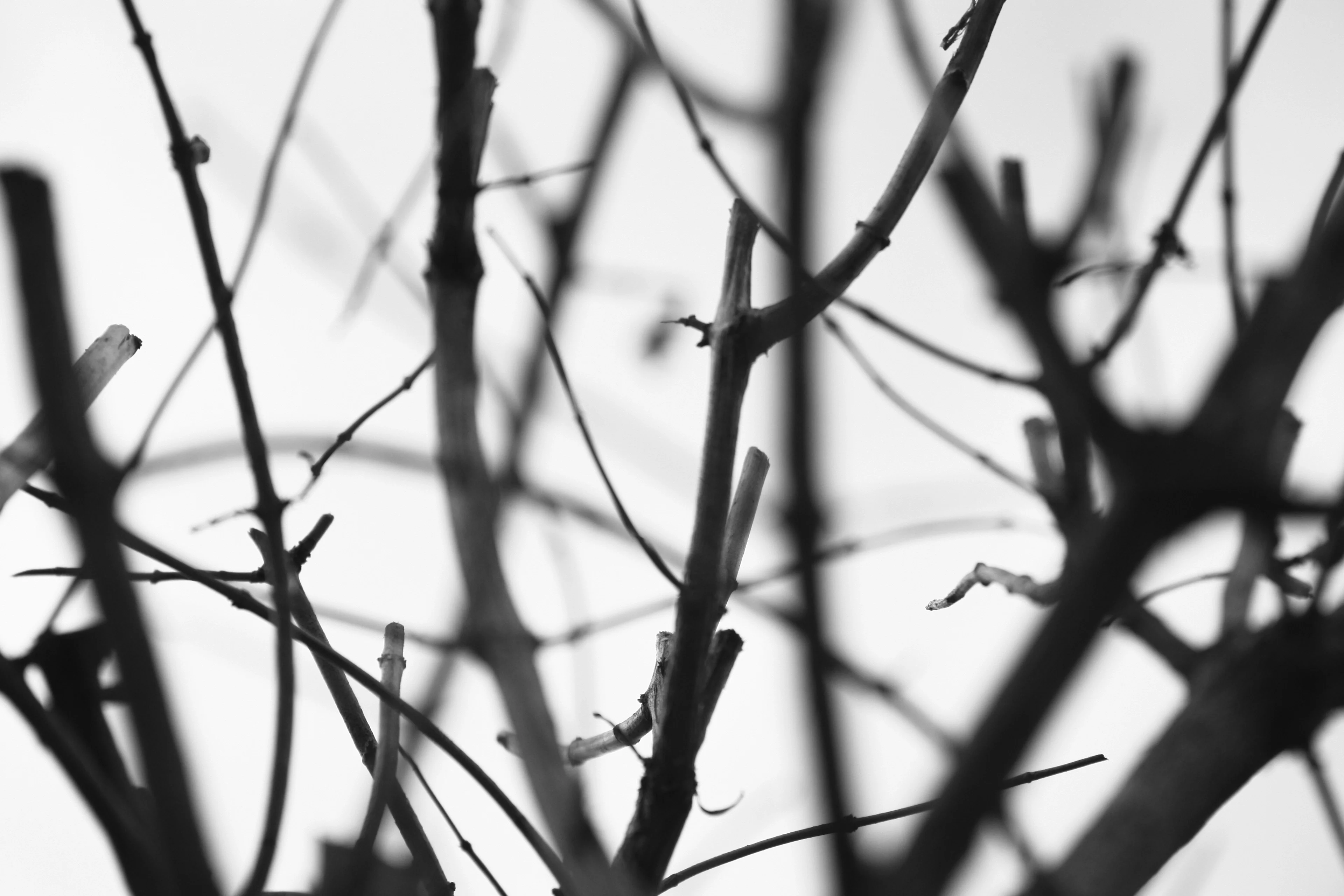 Sadness of tree branches