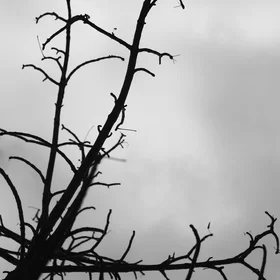 Determinism in the face of uncertainty
