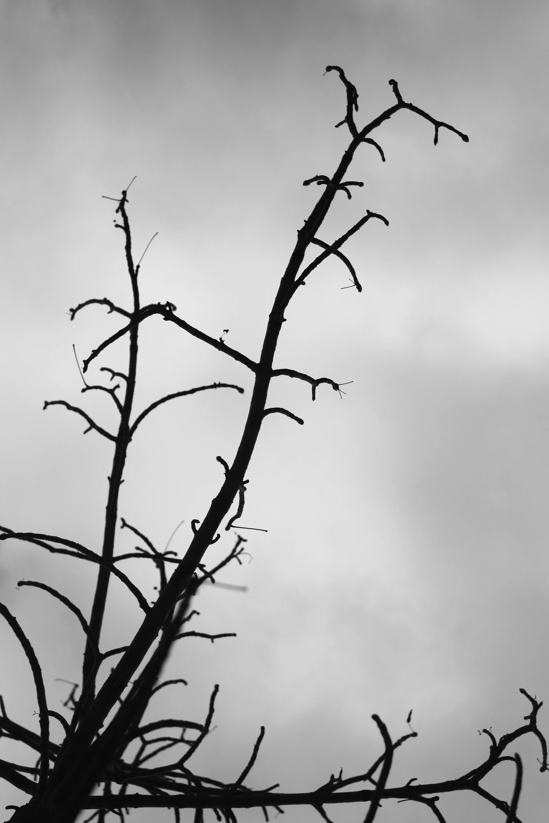 Determinism in the face of uncertainty