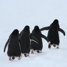 Penguins 