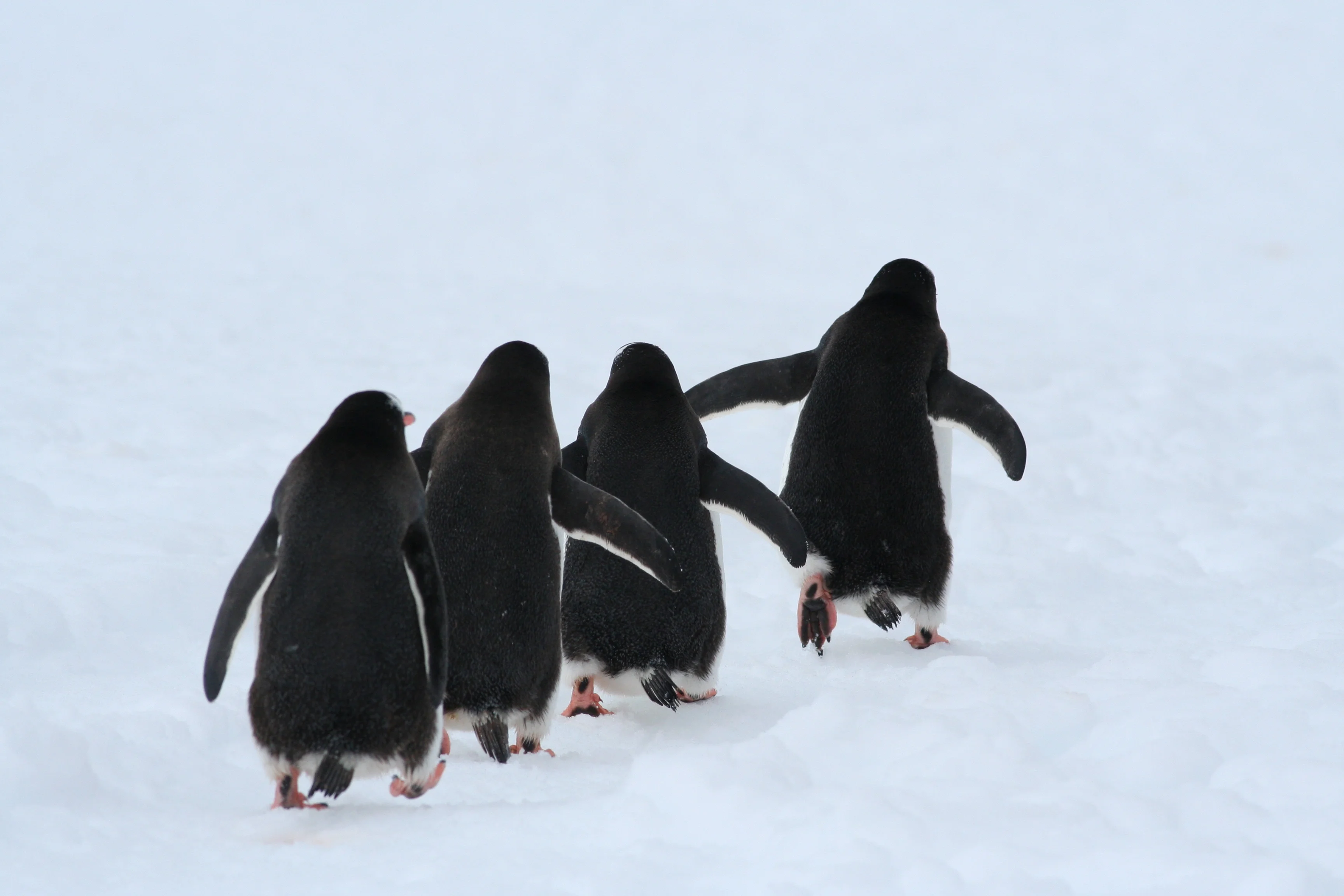 Penguins 