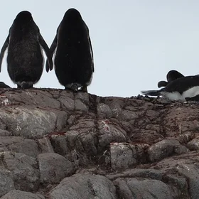 Penguins in love