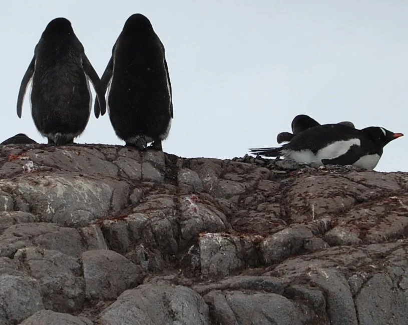Penguins in love