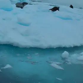 Beneath the iceberg 