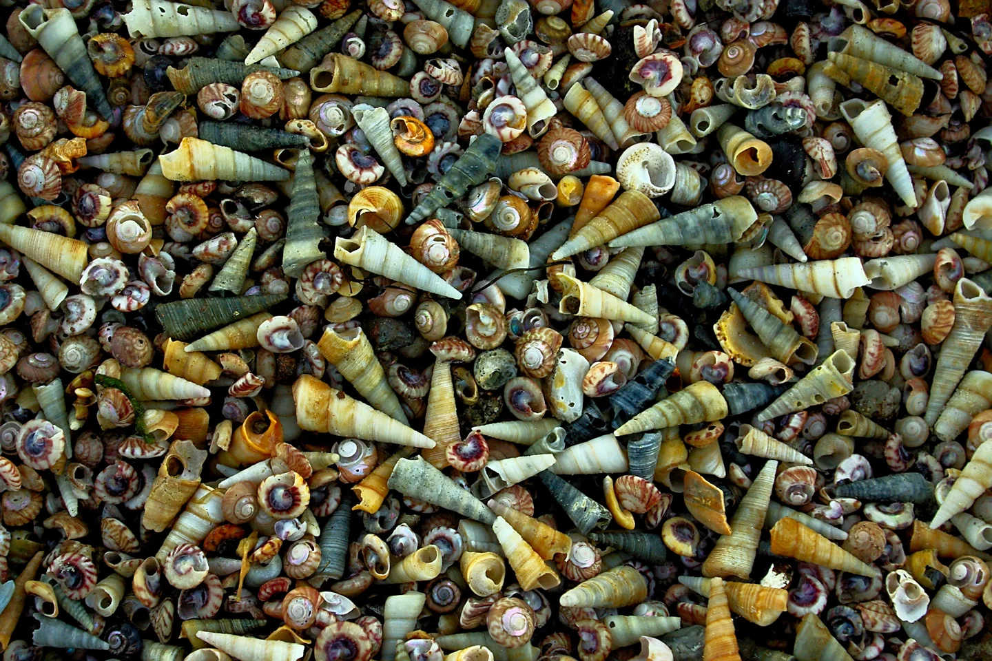 A drift of sea-snail shells