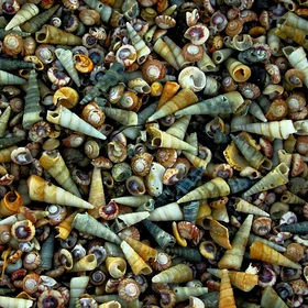 A drift of sea-snail shells