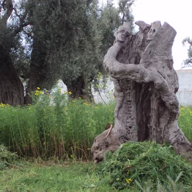 Human-olive connection
