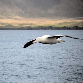 Albatross in the Southern Ocean