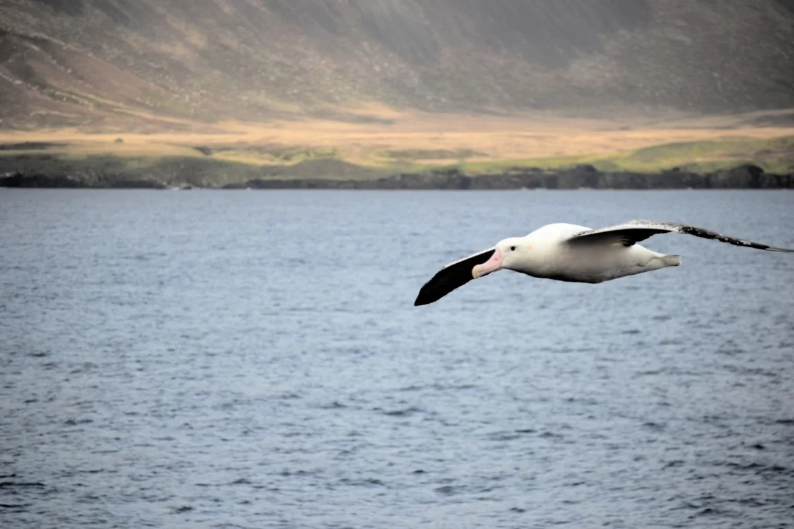 Albatross in the Southern Ocean
