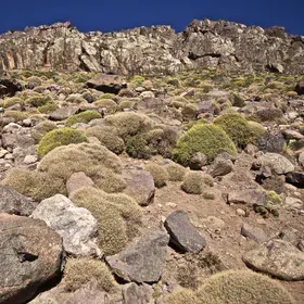 Cushion plants on a talus slope at High Atlas, Morocco