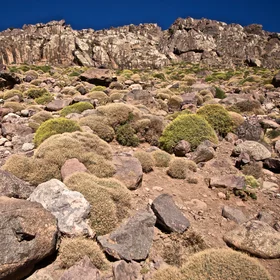 Cushion plants on a talus slope at High Atlas, Morocco