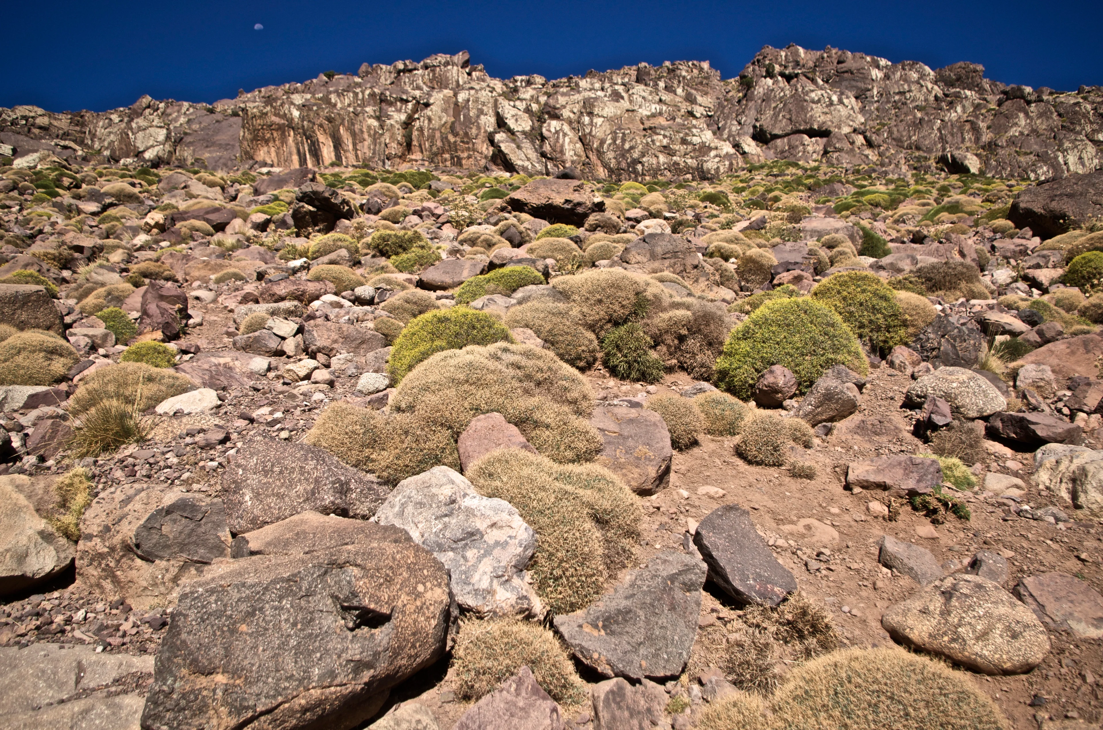 Cushion plants on a talus slope at High Atlas, Morocco