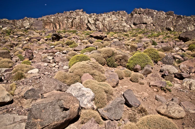 Cushion plants on a talus slope at High Atlas, Morocco