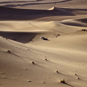 Desert life and landforms in the Gobi desert