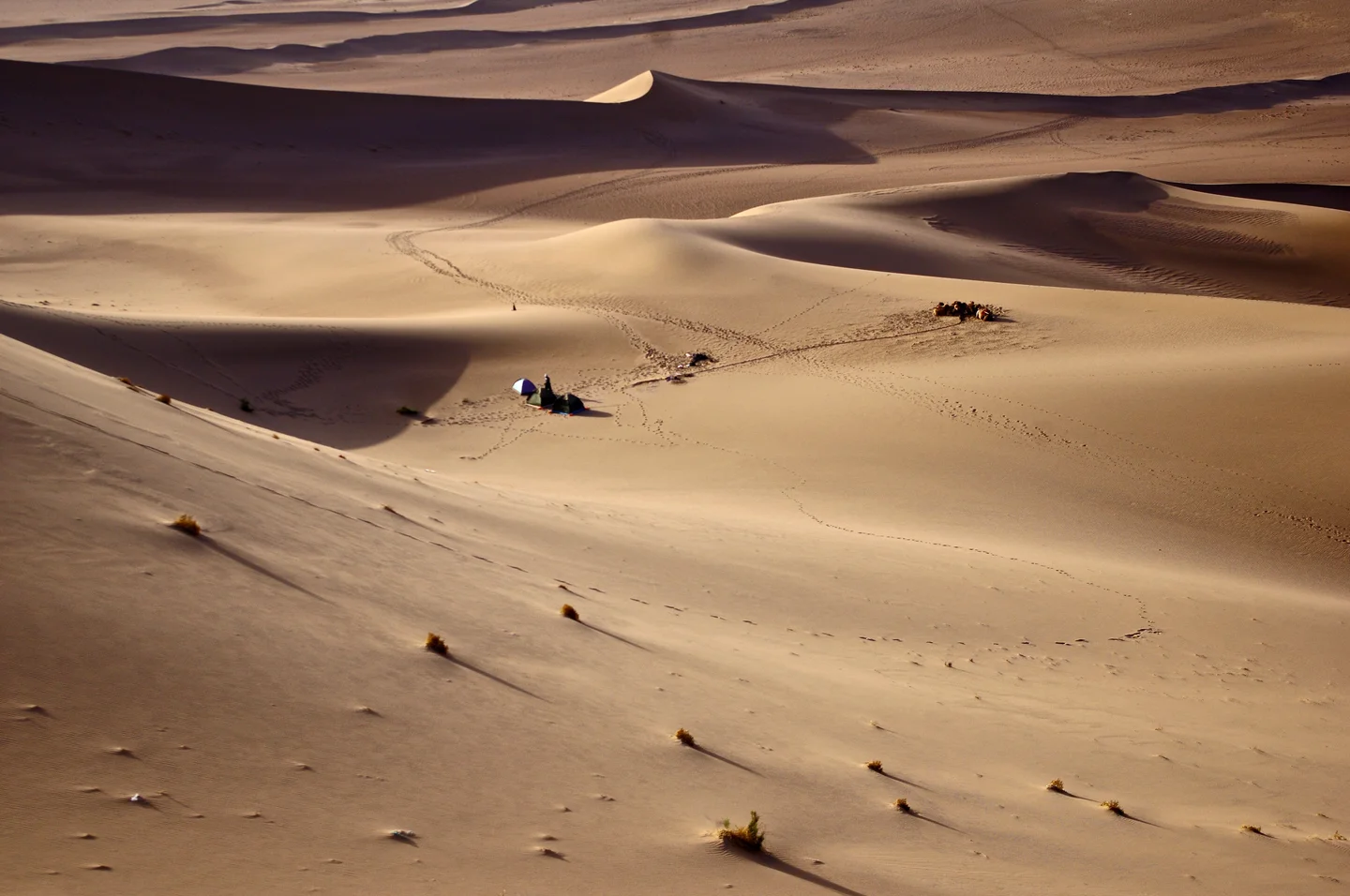 Desert life and landforms in the Gobi desert