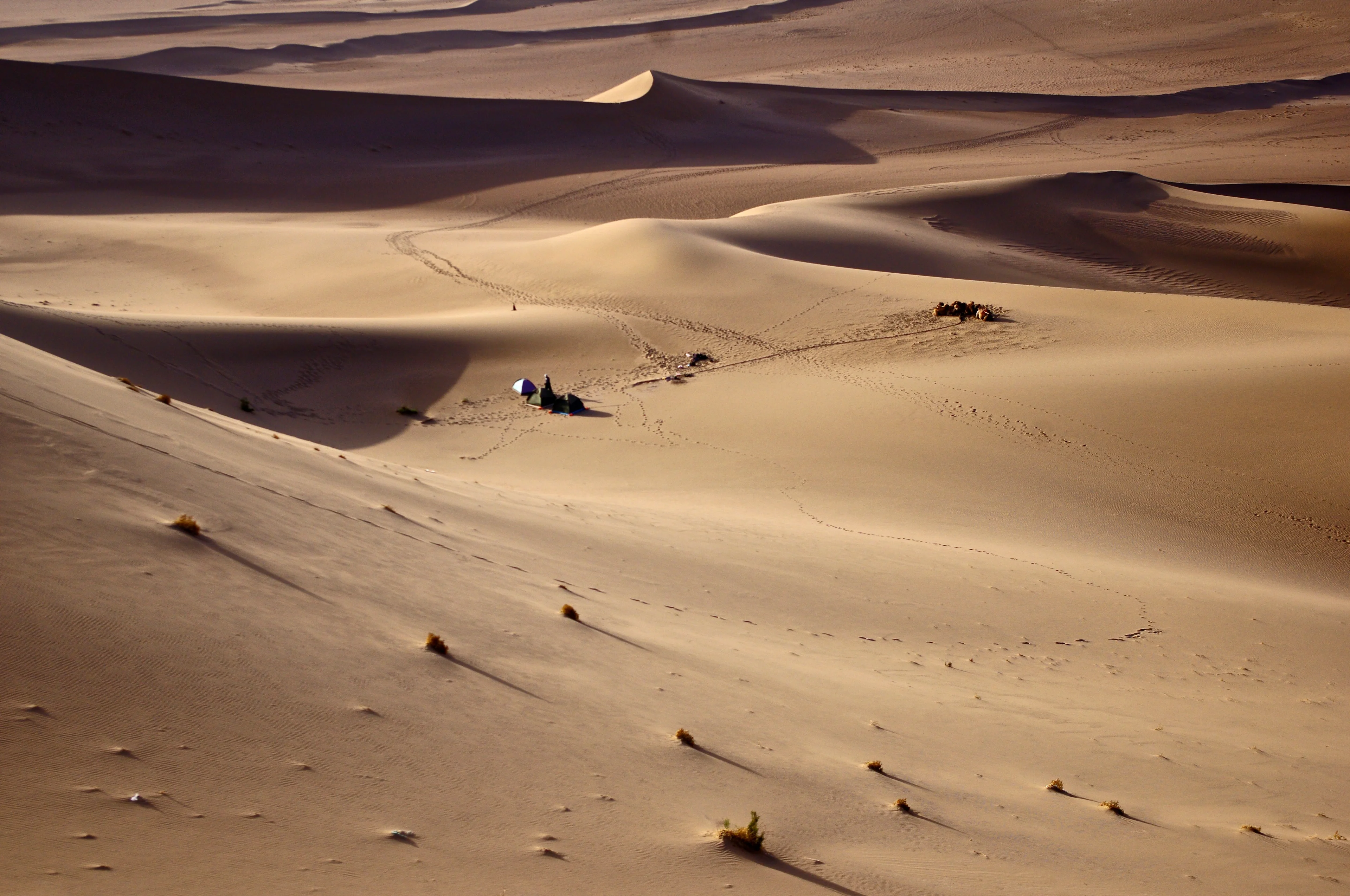 Desert life and landforms in the Gobi desert