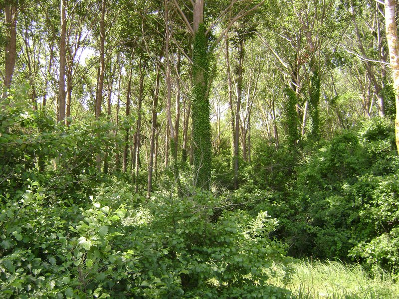 Longose forest 